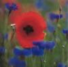 Mohn-1