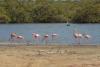 und natürlich scheue Flamingos...
