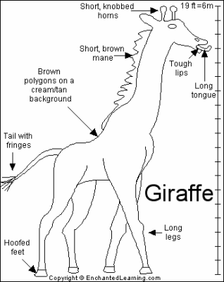 Giraffe-3