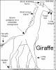Giraffe-3