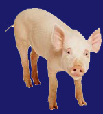 schwein1
