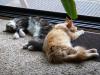 Kater2