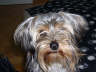 Schroedi