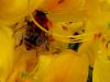 Pollensammler an Blüte