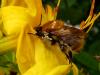 Pollensammler an Blüte (2)