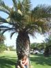 Schoene-Palme