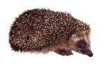 igel