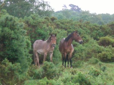 New-Forest-Horses