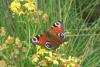 2008_0916Bild0144