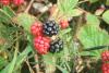 2008_0916Bild0296