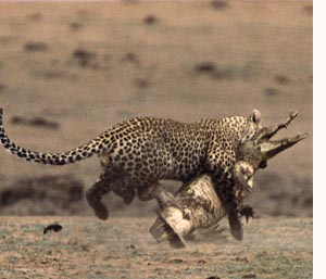 Leopard-und-Krokodil