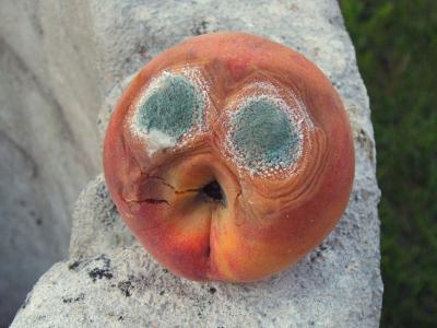 Pfirsich