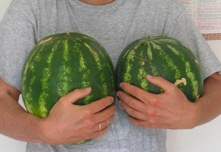 Poothmelonen