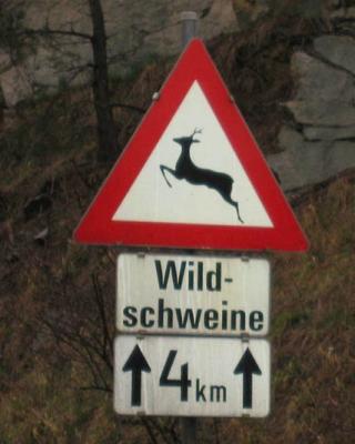 Wildschweinwechsel