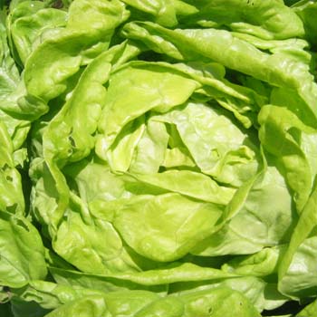 kopfsalat_attraktion