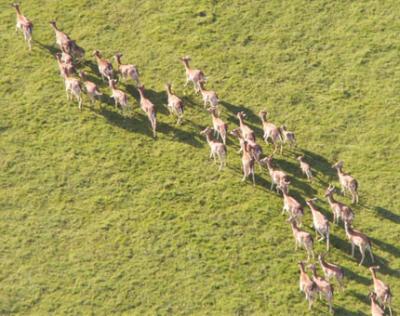 rehe2