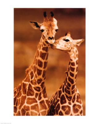 Giraffenliebe