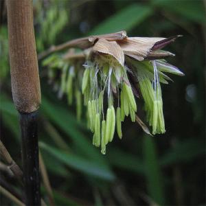 bamboo-flower
