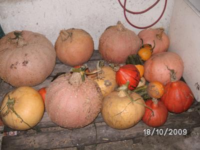 Kürbisernte