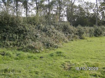 Hecke
