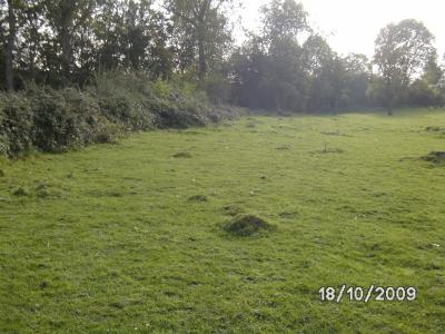 Wiese und Chaos-Hecke