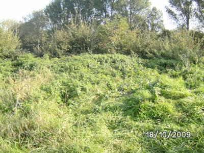 Hecke und Bressesseln