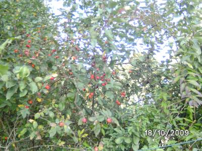 Hagebutten im Apflebaum