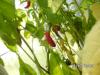Chilli