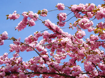 fruehling-1gr