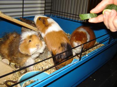 Häxli, Chrümi und Ilvi (von links nach rechts)