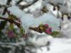 Prunus-im-Schnee