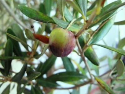 Was für eine Herbstüberraschung... beim Spaziergang durch den ersten Frost entdeckte ich, dass das im Frühjahr gekaufte Olivenbäumchen doch eine Frucht trägt, ganz vorsichtig lugt die kleine Olive zwischen den Ästen hervor.