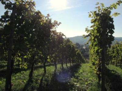 Was für eine schöne Lage - diese Weinlage am Mittleren Neckar  :-)