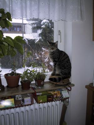 Benny am Fenster