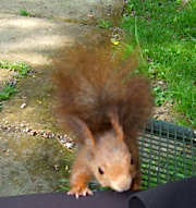 eichhoernchen