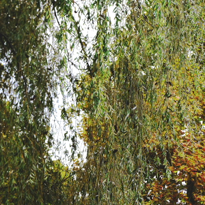 feuersee-w12