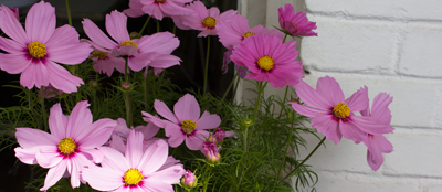 im-Licht-der-Vernunft