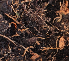 naturcode