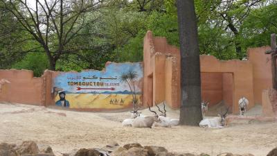 Zoo in Hannover Gazellen