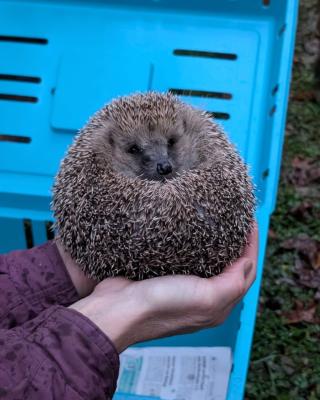 IGEL1