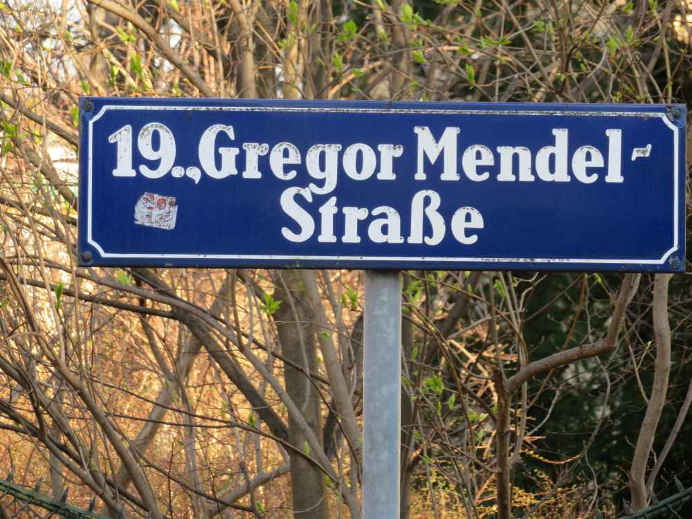 MendelGregorstrasse_Wien