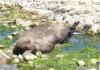 happy-algae-loving-fur-seal