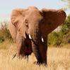 elephant_back_safaris_exquisite_safaris