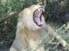 lion_hunt_1b_south_africa