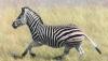 zebra_hunt_1b_south_africa