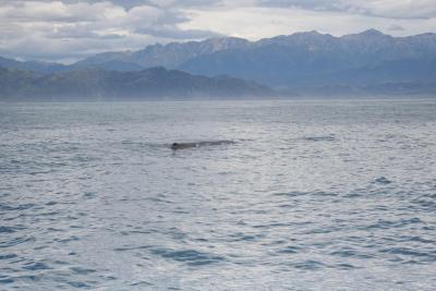 Wal_Kaikoura