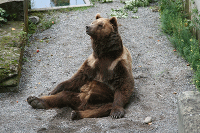 baer