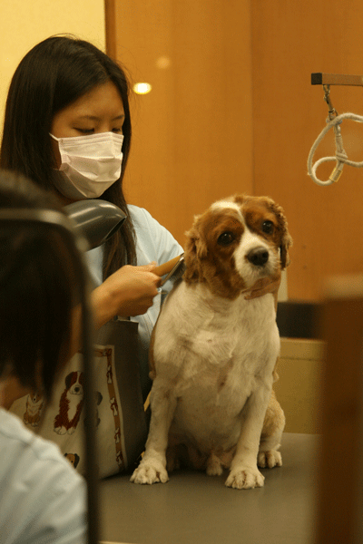 dog