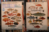 fische