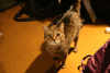 meine-katze